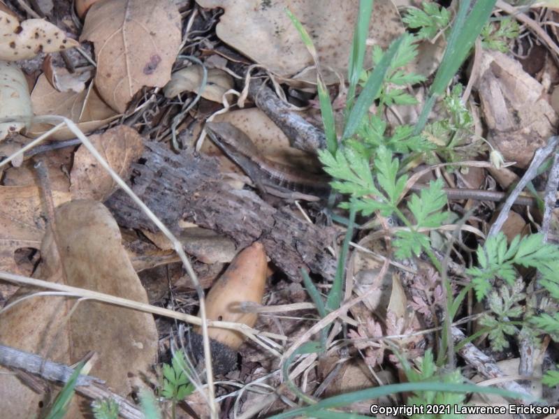 California Alligator Lizard (Elgaria multicarinata multicarinata)