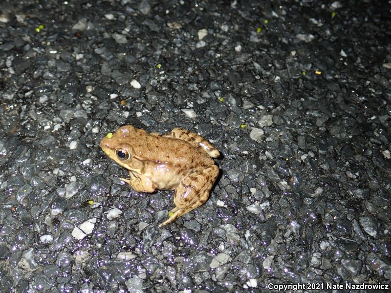 Green Frog (Lithobates clamitans)