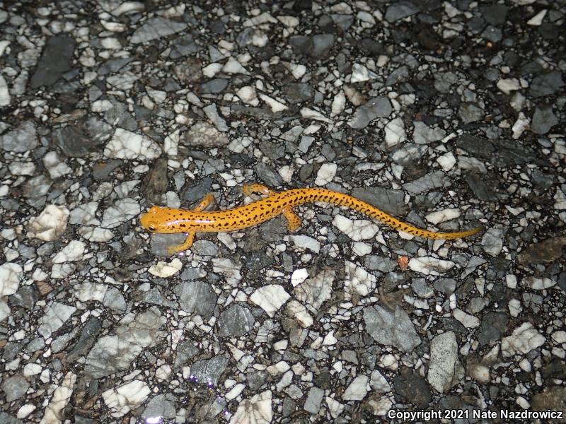 Long-tailed Salamander (Eurycea longicauda)