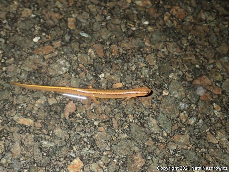 Northern Two-lined Salamander (Eurycea bislineata)