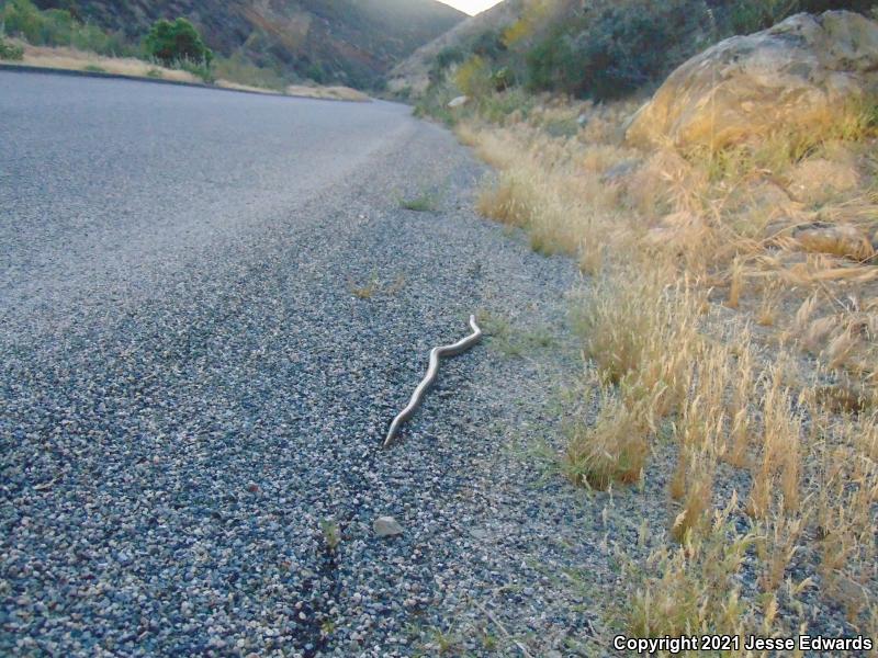 Coastal Rosy Boa (Lichanura trivirgata roseofusca)