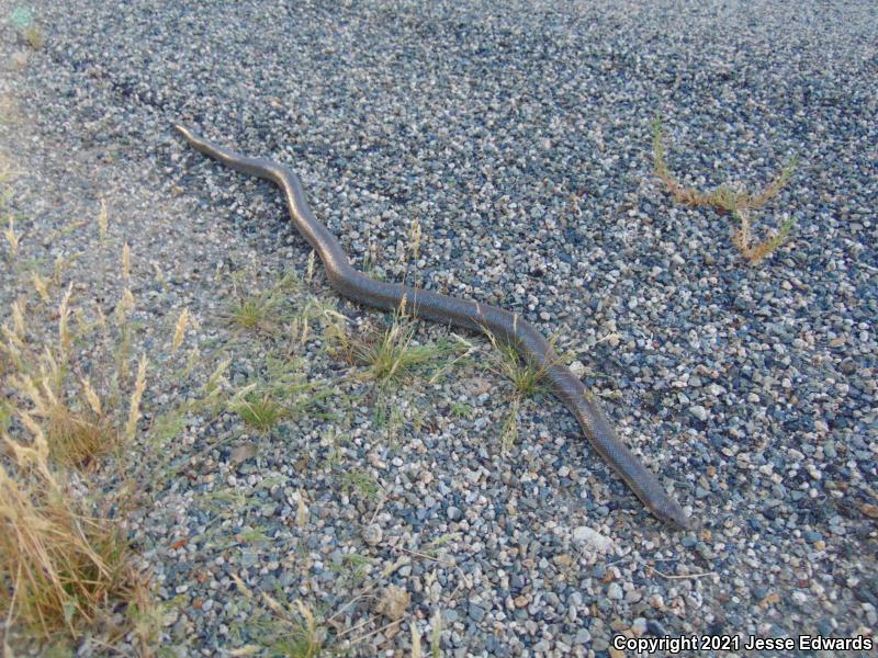 Coastal Rosy Boa (Lichanura trivirgata roseofusca)