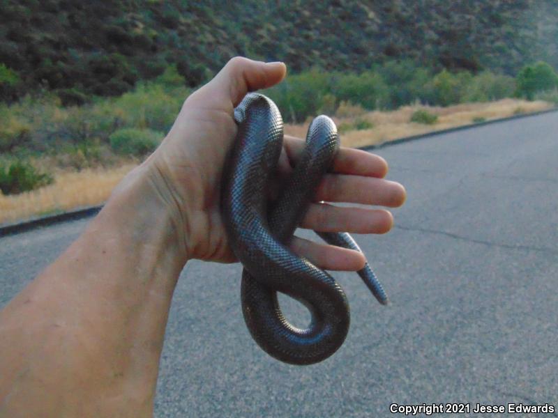 Coastal Rosy Boa (Lichanura trivirgata roseofusca)