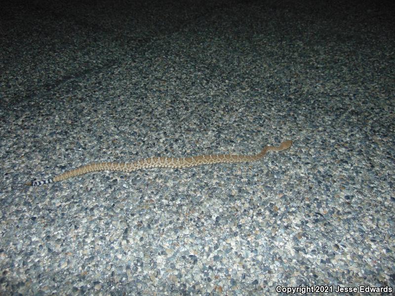 Red Diamond Rattlesnake (Crotalus ruber)