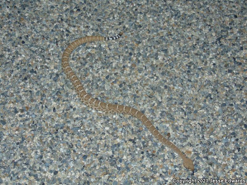 Red Diamond Rattlesnake (Crotalus ruber)