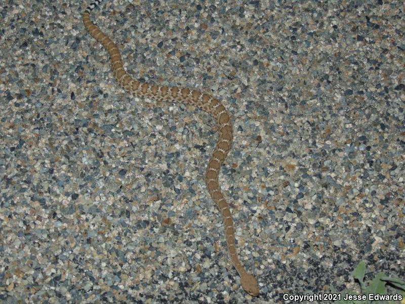 Red Diamond Rattlesnake (Crotalus ruber)