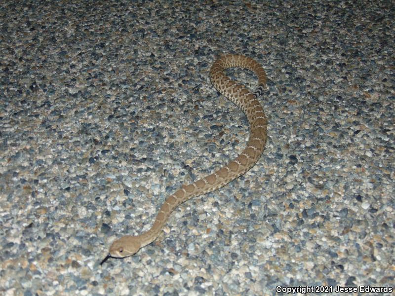 Red Diamond Rattlesnake (Crotalus ruber)