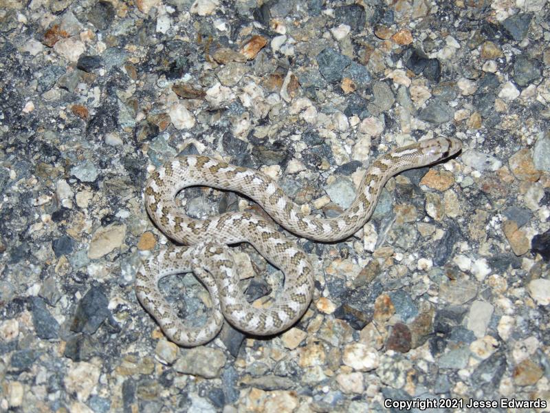 Glossy Snake (Arizona elegans)