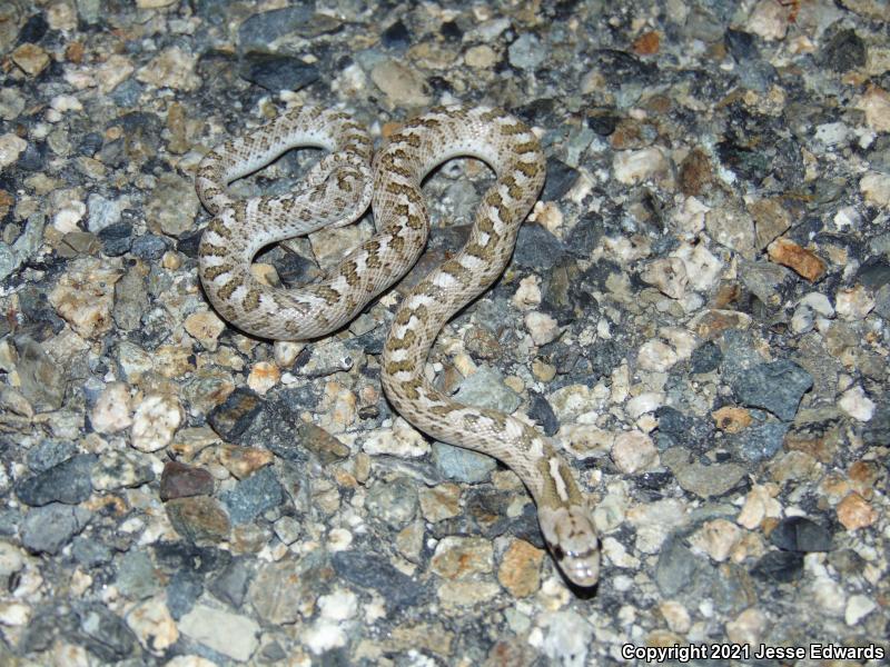 Glossy Snake (Arizona elegans)