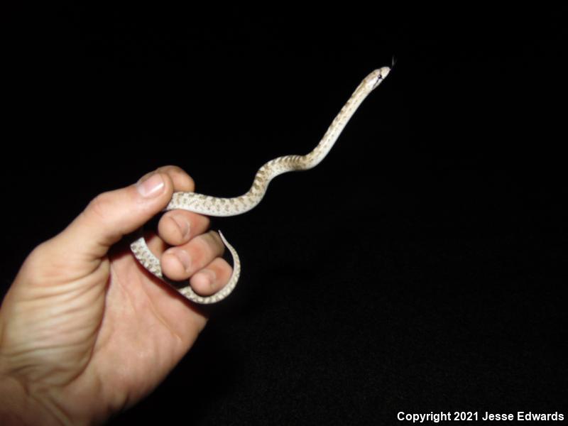 Glossy Snake (Arizona elegans)