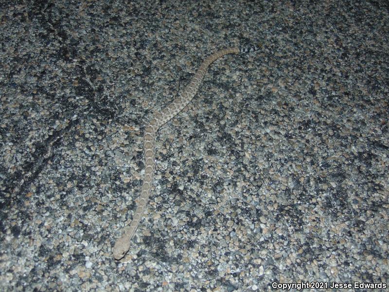 Red Diamond Rattlesnake (Crotalus ruber)