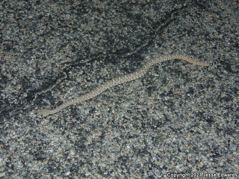 Red Diamond Rattlesnake (Crotalus ruber)