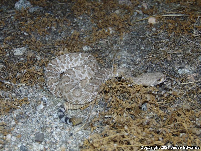 Red Diamond Rattlesnake (Crotalus ruber)