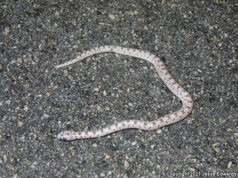 Spotted Leaf-nosed Snake (Phyllorhynchus decurtatus)