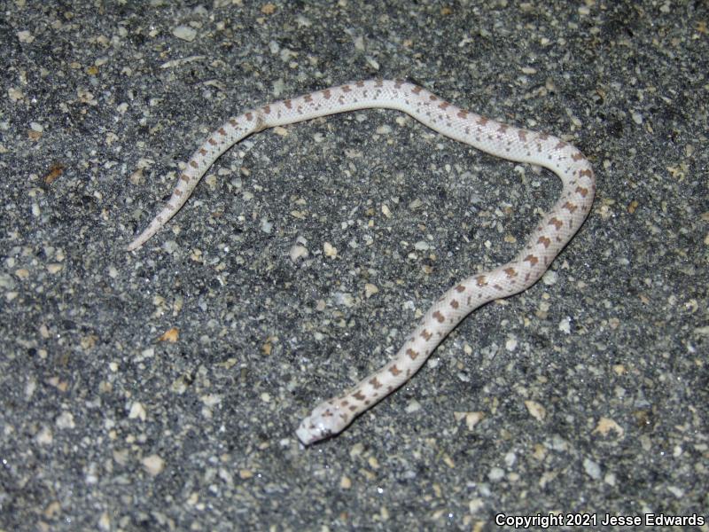 Spotted Leaf-nosed Snake (Phyllorhynchus decurtatus)