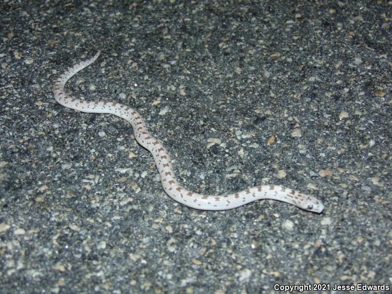 Spotted Leaf-nosed Snake (Phyllorhynchus decurtatus)