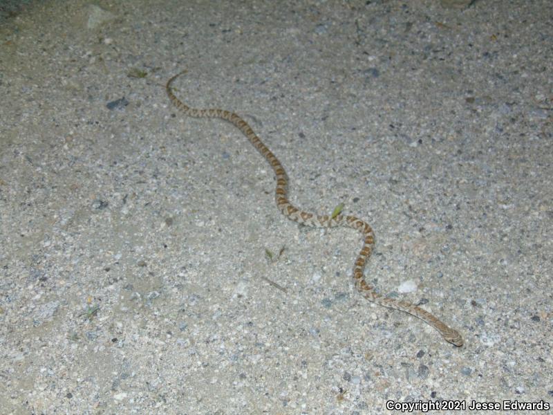 Western Lyresnake (Trimorphodon biscutatus)