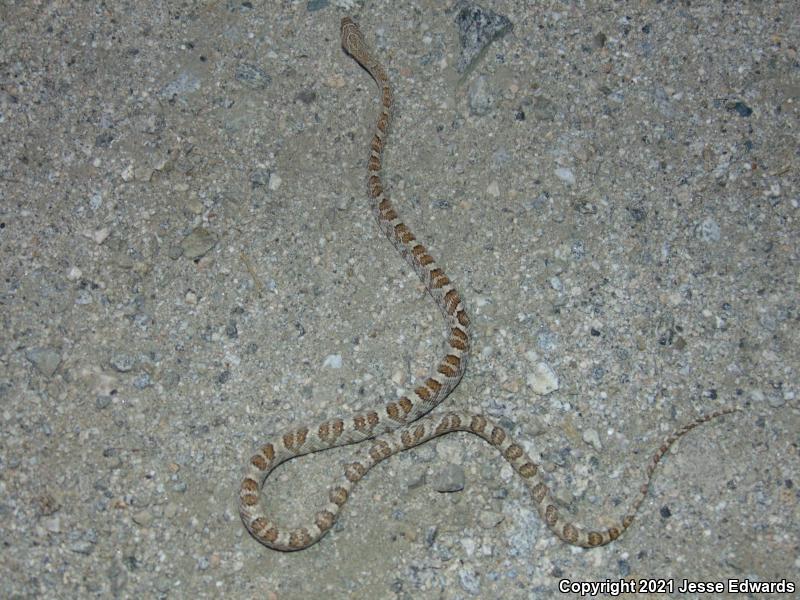 Western Lyresnake (Trimorphodon biscutatus)