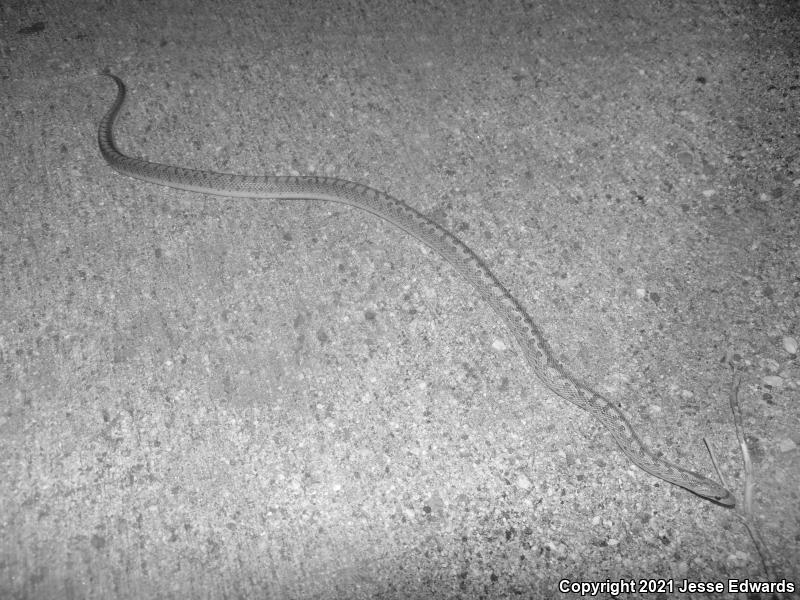 Desert Glossy Snake (Arizona elegans eburnata)