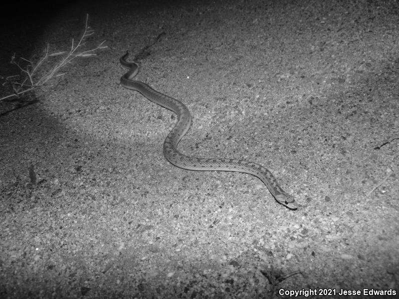 Desert Glossy Snake (Arizona elegans eburnata)