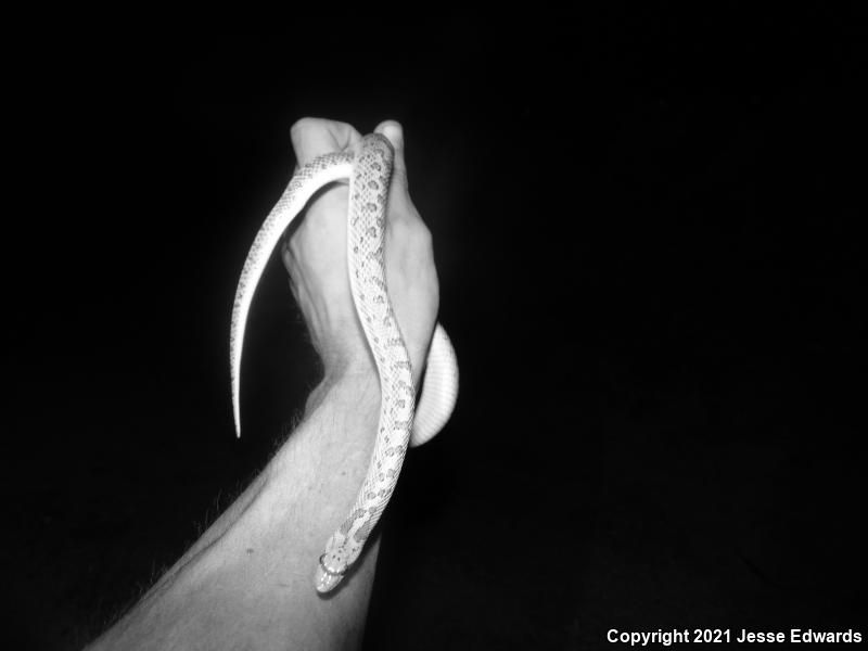 Desert Glossy Snake (Arizona elegans eburnata)