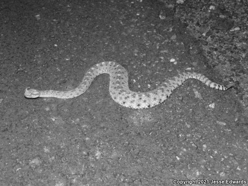 Sidewinder (Crotalus cerastes)