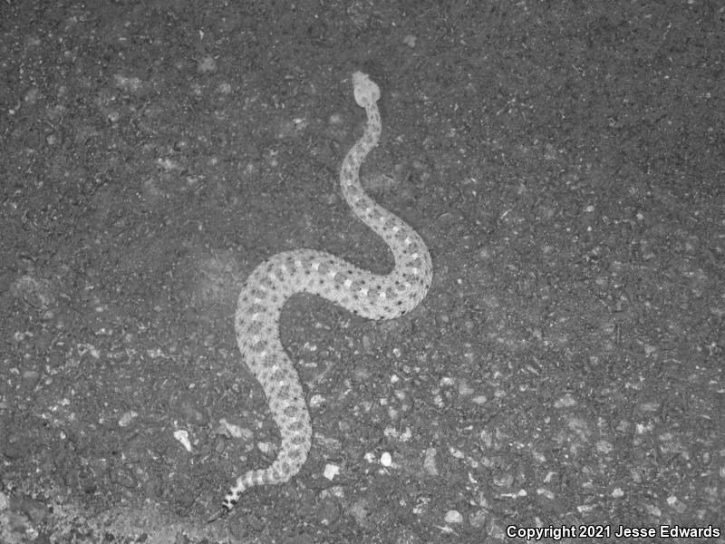 Sidewinder (Crotalus cerastes)