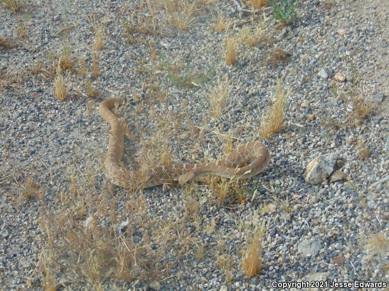 Red Diamond Rattlesnake (Crotalus ruber)