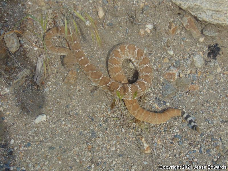 Red Diamond Rattlesnake (Crotalus ruber)