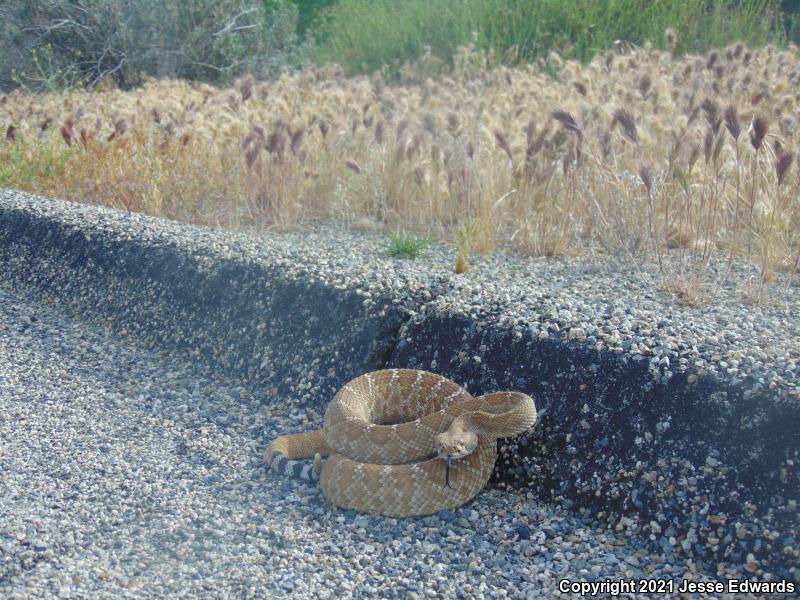 Red Diamond Rattlesnake (Crotalus ruber)