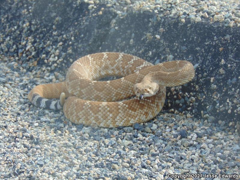 Red Diamond Rattlesnake (Crotalus ruber)