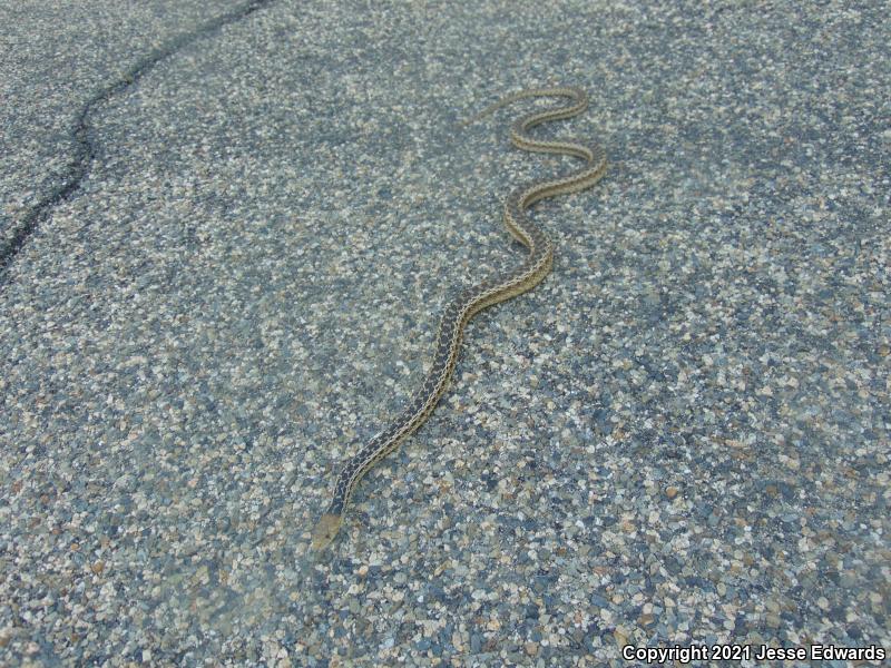 San Diego Gopher Snake (Pituophis catenifer annectens)