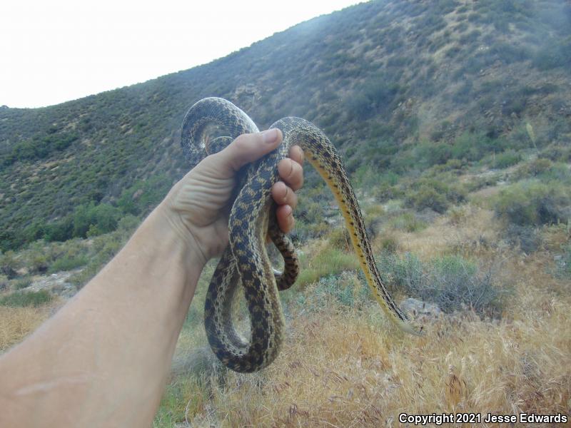 San Diego Gopher Snake (Pituophis catenifer annectens)