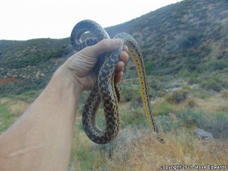 San Diego Gopher Snake (Pituophis catenifer annectens)