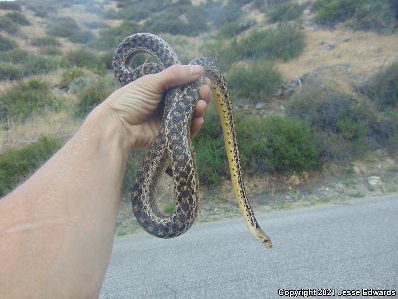 San Diego Gopher Snake (Pituophis catenifer annectens)