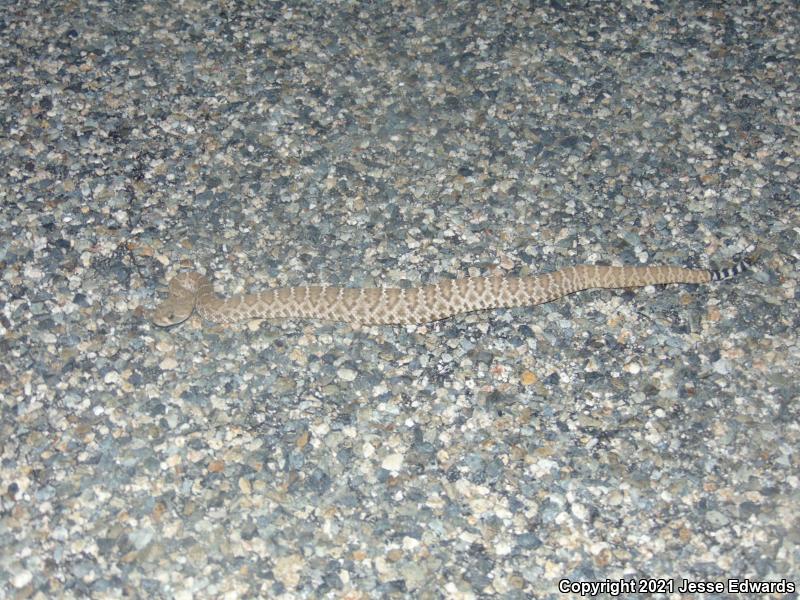 Red Diamond Rattlesnake (Crotalus ruber)