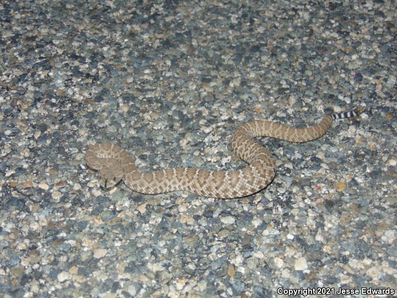 Red Diamond Rattlesnake (Crotalus ruber)