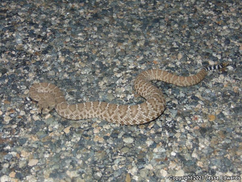 Red Diamond Rattlesnake (Crotalus ruber)