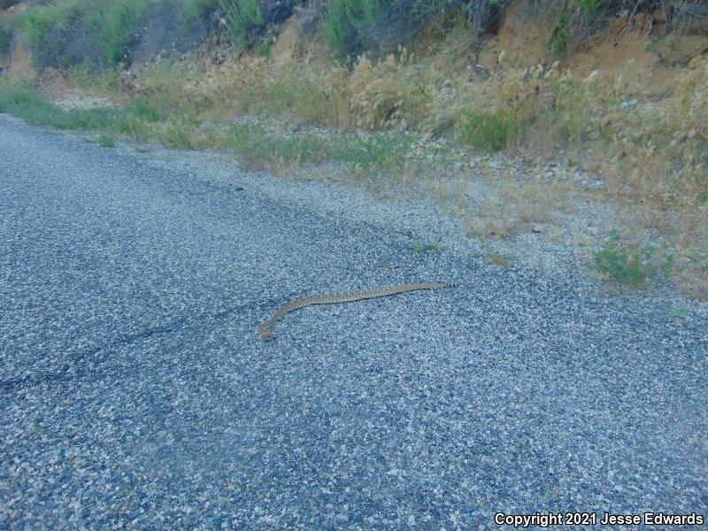 Red Diamond Rattlesnake (Crotalus ruber)