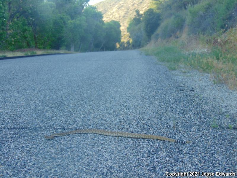 Red Diamond Rattlesnake (Crotalus ruber)