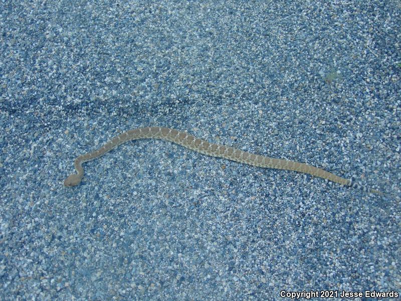 Red Diamond Rattlesnake (Crotalus ruber)