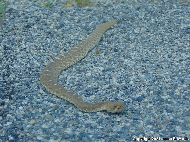 Red Diamond Rattlesnake (Crotalus ruber)