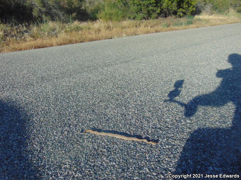 Red Diamond Rattlesnake (Crotalus ruber)