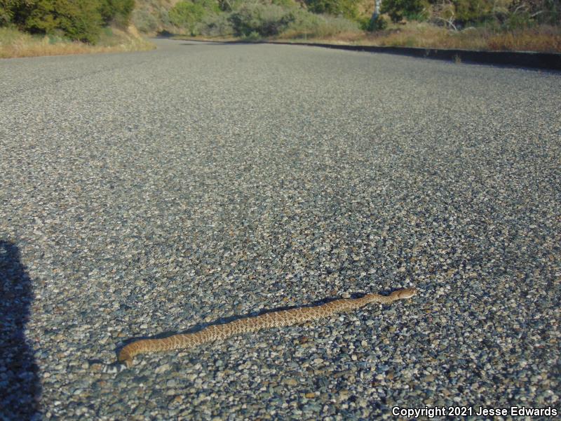 Red Diamond Rattlesnake (Crotalus ruber)