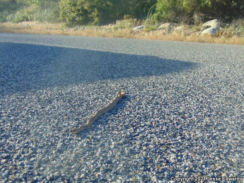 Red Diamond Rattlesnake (Crotalus ruber)