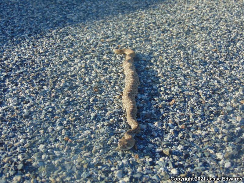 Red Diamond Rattlesnake (Crotalus ruber)