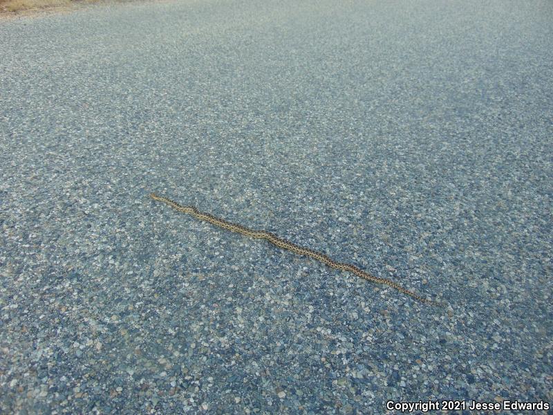 San Diego Gopher Snake (Pituophis catenifer annectens)