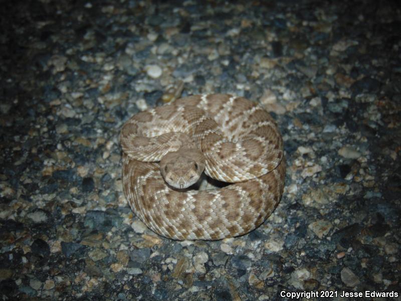 Red Diamond Rattlesnake (Crotalus ruber)