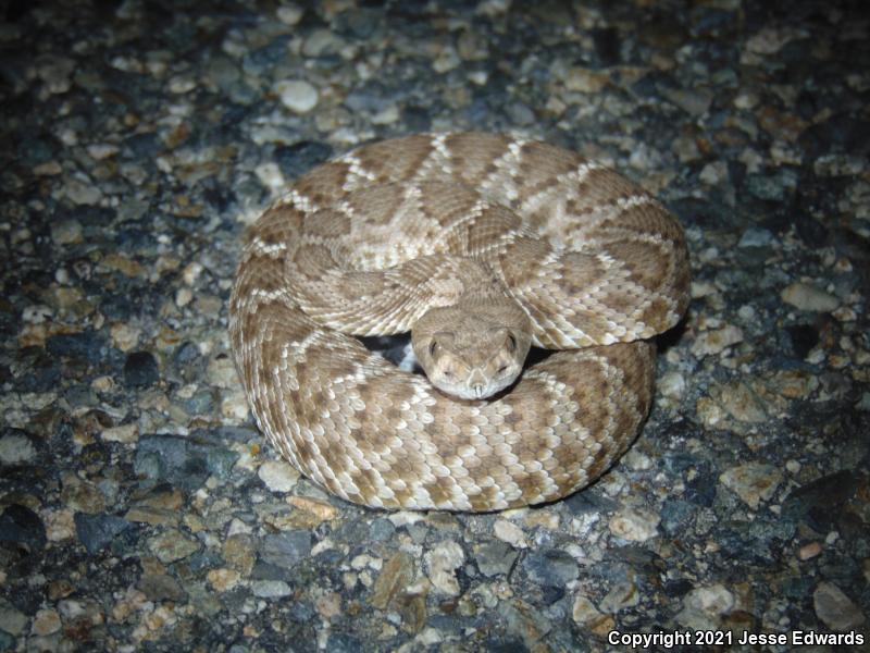 Red Diamond Rattlesnake (Crotalus ruber)