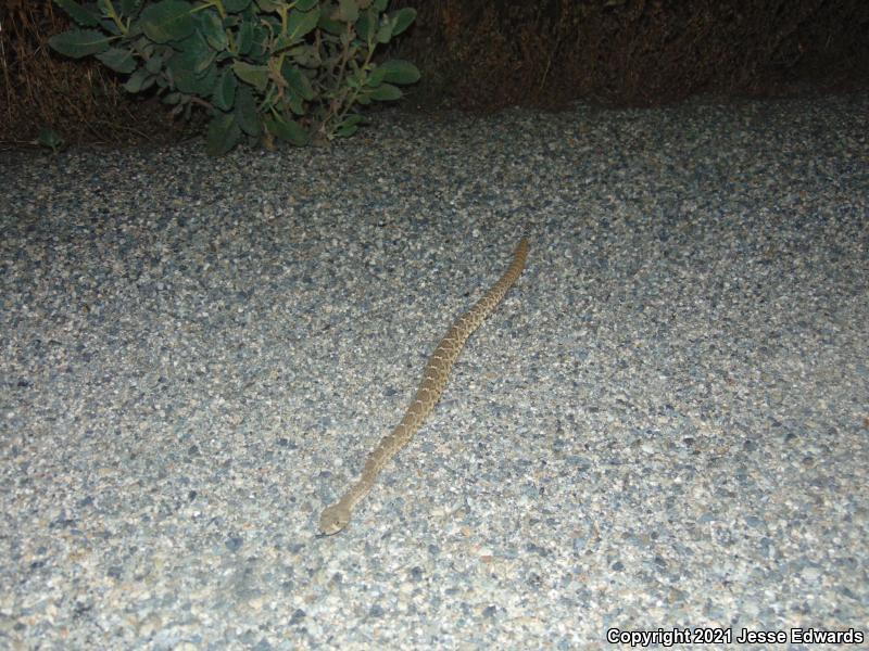 Red Diamond Rattlesnake (Crotalus ruber)